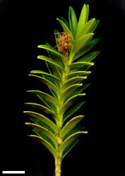 Veronica mooreae. Sprig. Scale = 10 mm.
 Image: M.J. Bayly & A.V. Kellow © Te Papa CC-BY-NC 3.0 NZ